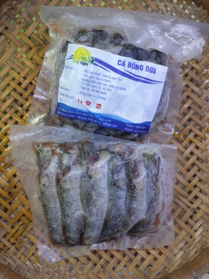 Cá Bống Dừa - Thiên Nhiên